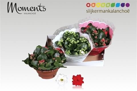 <h4>Kalanchoe blos.   ..rosebud mix  2</h4>