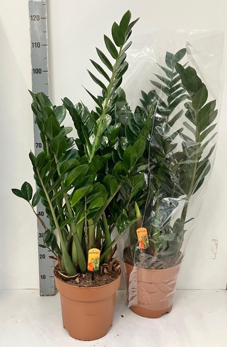 <h4>ZAMIO ZAMIIFOLIA</h4>