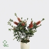 Callistemon Citrinus Red 250 Gram