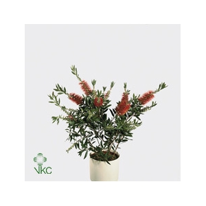 Callistemon Citrinus Red