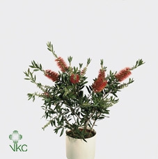 <h4>Callistemon Laevis Stem - 701</h4>