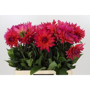 Dahlia Pink Punk