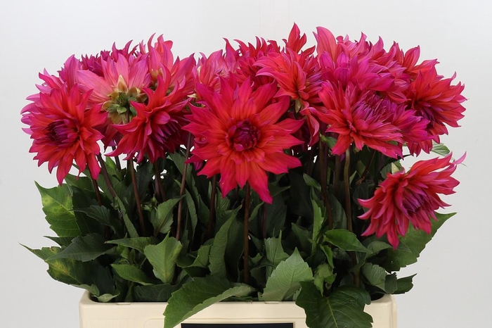 <h4>Dahlia Pink Punk</h4>