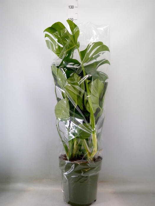 <h4>Monstera delic.</h4>