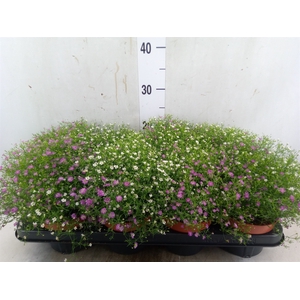 Gypsophila muralis   ...mix /pot