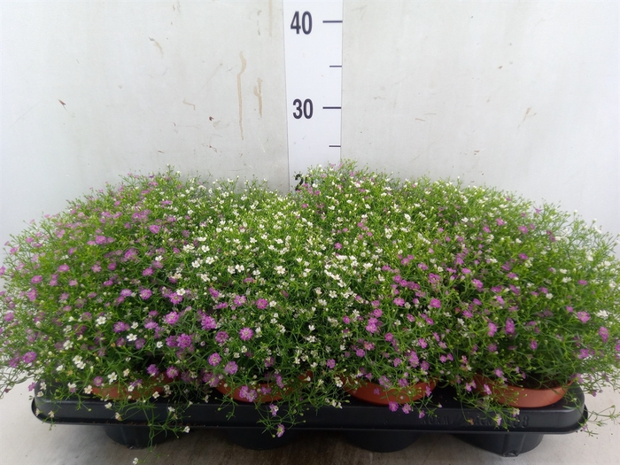 <h4>Gypsophila muralis   ...mix /pot</h4>