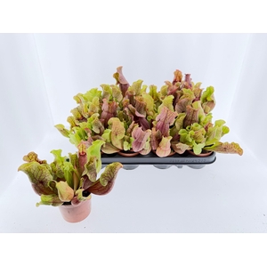 SARRACENIA OV