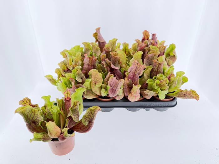 <h4>SARRACENIA OV</h4>