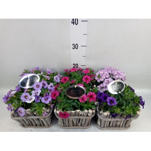 Arr.   Perkplanten L%