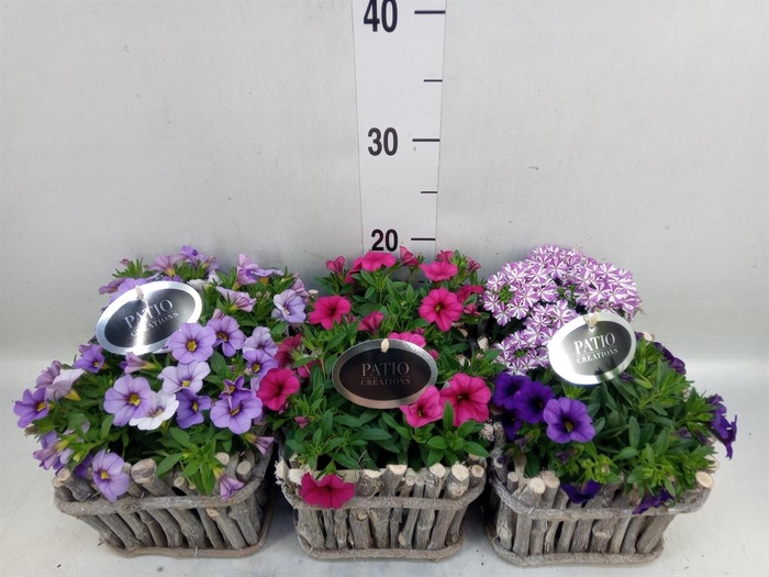 <h4>Arr.   Perkplanten L%</h4>