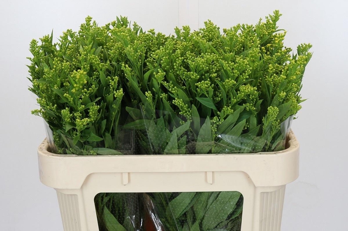 <h4>SOLI GOLDEN GLORY</h4>