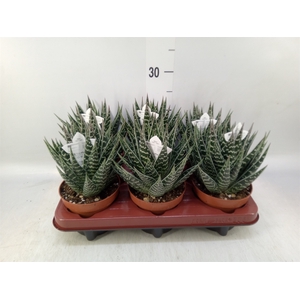 Aloe aristata 'Tiki Tahi'