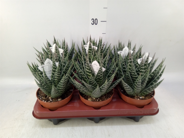 <h4>Aloe aristata 'Tiki Tahi'</h4>