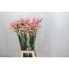 Nerine Casandra