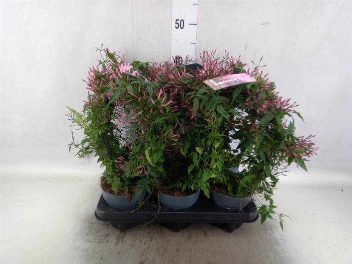 <h4>Jasminum polyanthum   ...rose</h4>