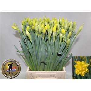 Narc Du Golden Ducat