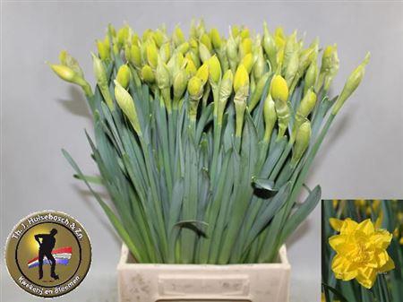 <h4>Narc Du Golden Ducat</h4>