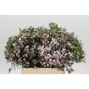 Chamelaucium Dancing Queen