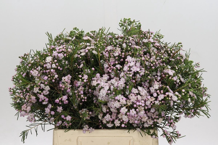 <h4>Chamelaucium Dancing Queen</h4>