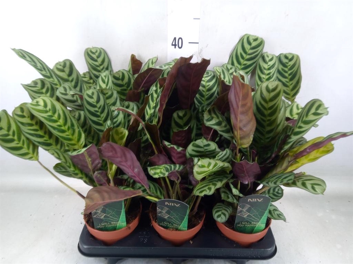 <h4>Ctenanthe burle-marxii</h4>
