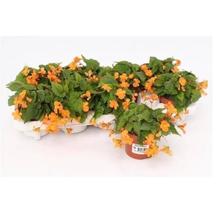 Begonia sut. Papaya