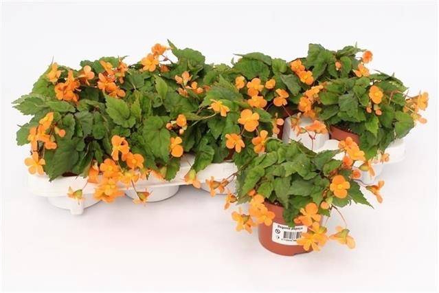 <h4>Begonia sut. Papaya</h4>