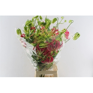 Gloriosa Pink