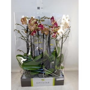 Phalaenopsis   ...red