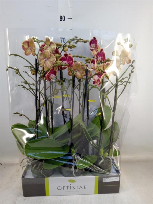 <h4>Phalaenopsis   ...red</h4>