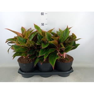 Aglaonema  'Jungle Red'
