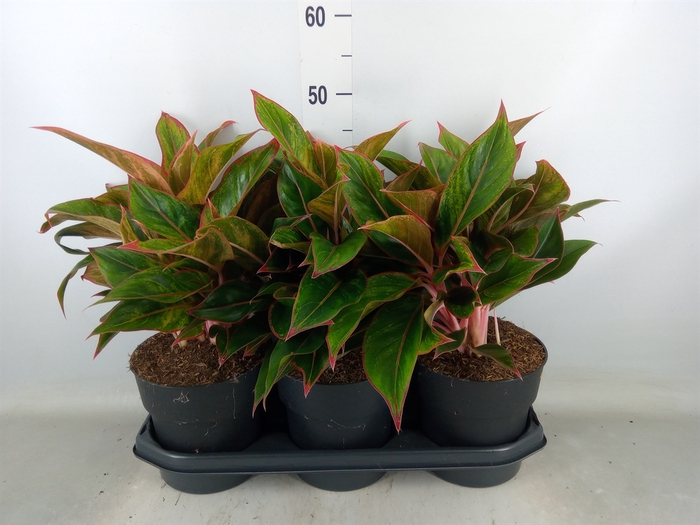<h4>Aglaonema  'Jungle Red'</h4>