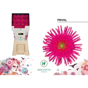Gerbera Gerpasta Frivol