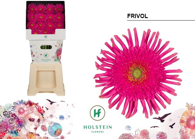 <h4>Gerbera Gerpasta Frivol</h4>