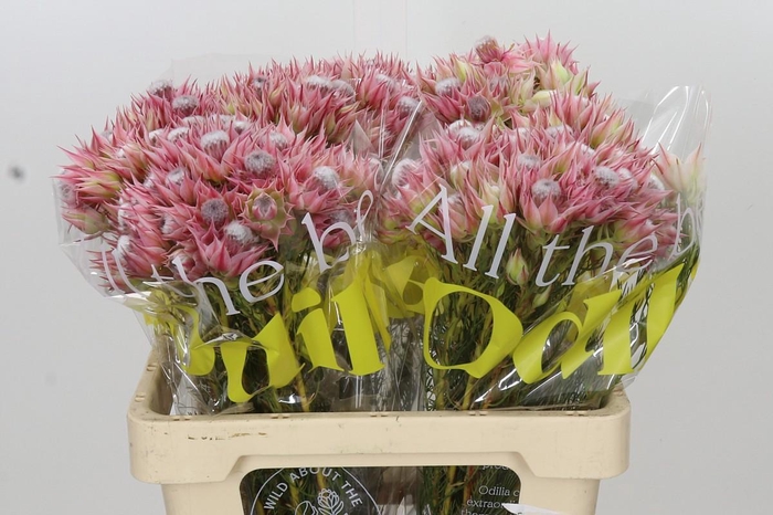 <h4>Blushing Bride Pink 2/5 Flowers</h4>