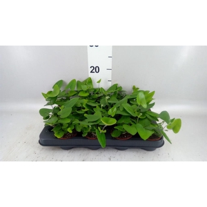 Hemionitis arifolia