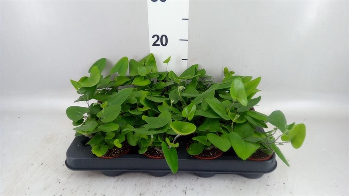 <h4>Hemionitis arifolia</h4>