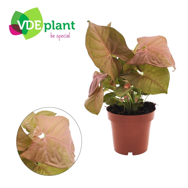 <h4>Syngonium Neon</h4>