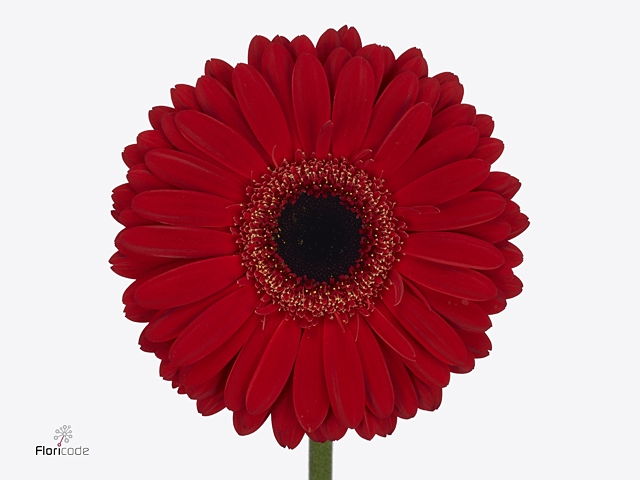 Gerbera Rodeo Water