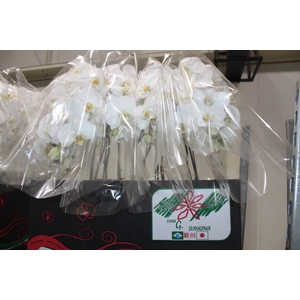 PHALAENOPSIS CASCATA P15 BRANCO 2 HT