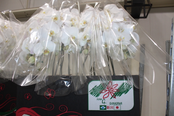 <h4>PHALAENOPSIS CASCATA P15 BRANCO 2 HT</h4>