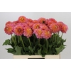Dahlia Santa Lucia