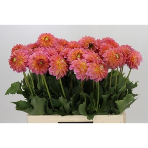 Dahlia Santa Lucia