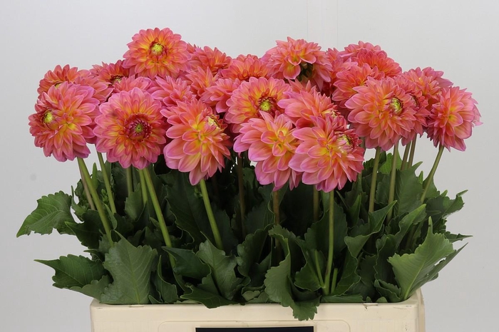 <h4>Dahlia Santa Lucia</h4>