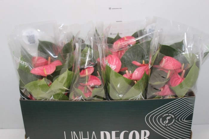 <h4>ANTHURIUM P15 ROSA</h4>