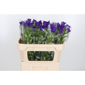Campanula Cham Blue
