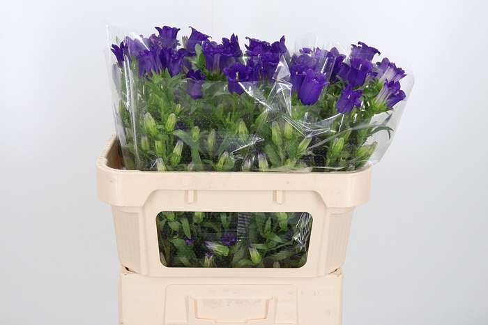 <h4>Campanula Cham Blue</h4>