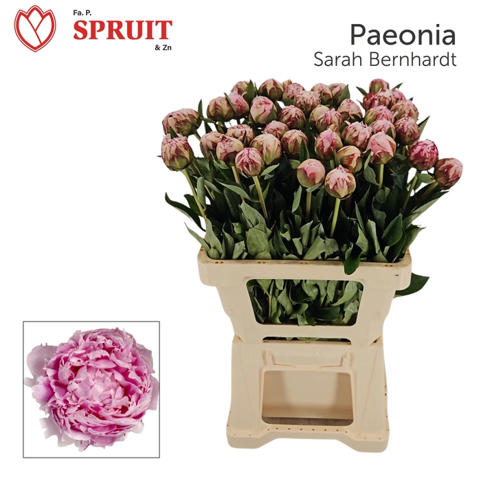 <h4>PAEO L SARA BERNHARD 996</h4>