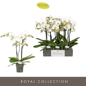 Maistro Beethoven 2 spike 50 cm