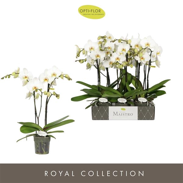 <h4>Maistro Beethoven 2 spike 50 cm</h4>