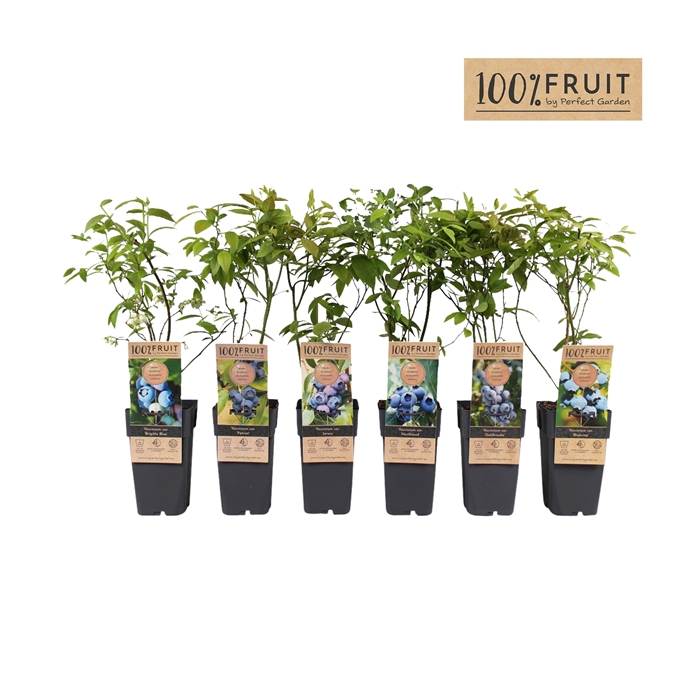 <h4>Vaccinium corymbosum mix tray P15</h4>